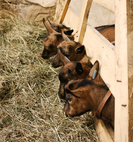 Kůzlata na kozí farmě