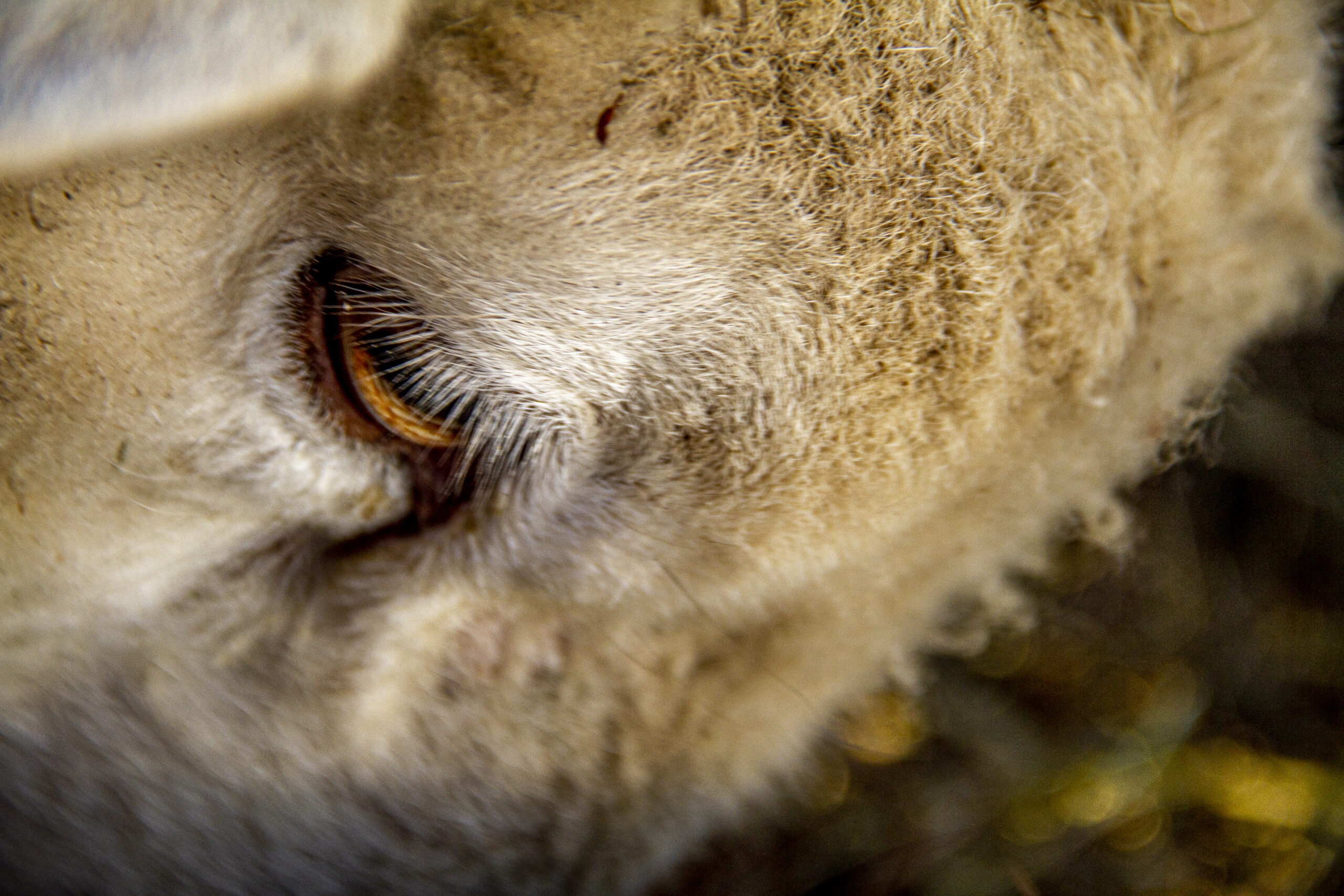 Ovce z rodinné farmy v Beskydech